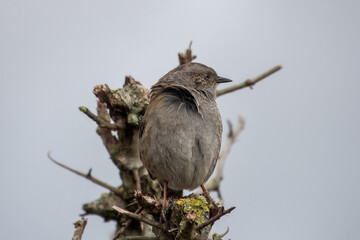 close up portrait of a Dunnock prunella modularis perched on a hedge with sky in the background