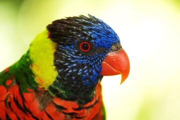 Headshot of the parrot