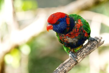 parrot closeup shot he is looking for food