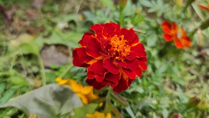 Dark orange marigold flower