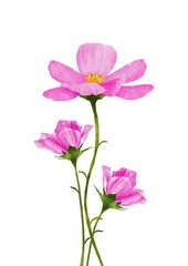 Fototapeta na wymiar delicate spring pink bouquet of flowers