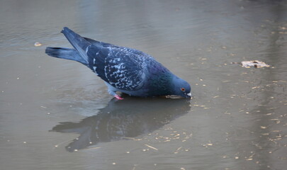 Standing in a puddle, a pigeon drinks water