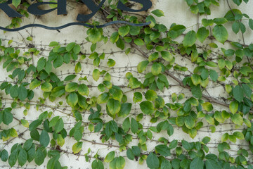 The green leaves or the Ivy tree on the wall background for decoration wall with the exterior wall of a building.