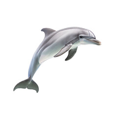 A dolphin is leaping out of the water Isolated on transparent background, PNG