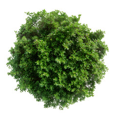 Obraz premium Top view of dense green foliage tree isolated on transparent background