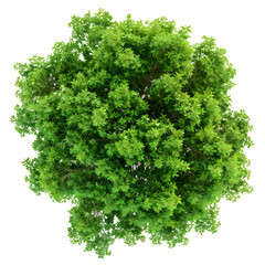 Top view of dense green foliage tree isolated on transparent background