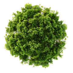 Fototapeta premium Top view of dense green foliage tree isolated on transparent background