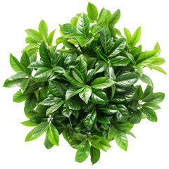 Obraz premium Top view of dense green foliage tree isolated on transparent background