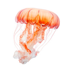 A colorful jellyfish with long tentacles is floating. Isolated on transparent background, PNG