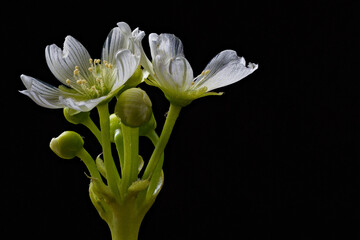 A blooming Venus flytrap photographed close up. - obrazy, fototapety, plakaty