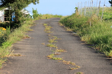 草の生えている道