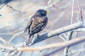 Myna (locust starling) looks attentively at the camera