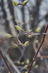 A detailed shot of a tree twig with emerging buds, showcasing the beauty of a terrestrial plants growth process