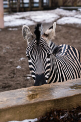 Close up zebra animal in Ukrainian zoo