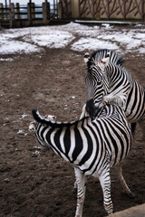 Close up zebra animal in Ukrainian zoo