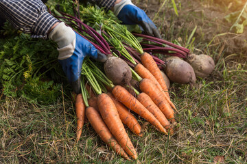Farmer hands with bunch of beetroot and carrot in garden in sunlight closeup. Harvesting organic...