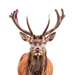 A deer with large antlers stands in front of a white background Isolated on transparent background, PNG