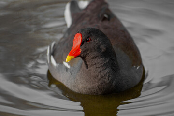Common Moorhen or European Moorhen, gallinula chloropus