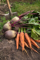 Autumn harvest of fresh raw carrot and beetroot with shovel on soil ground in garden closeup. Harvesting organic eco bio vegetables