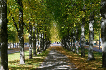 Allee an einem sonnigen Tag in Hannover