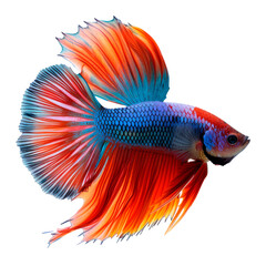 A colorful fish with a long tail and a long fin. The fish is in a tank and is swimming in the water. Siamese fighting fish Betta splenders. Isolated on transparent background, PNG © vadymstock