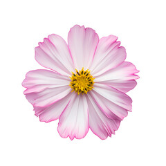 A close up of a pink flower with a yellow center Isolated on transparent background, PNG
