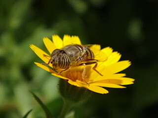 The band-eyed drone fly (Eristalinus taeniops), female sitting on a field marigold flower