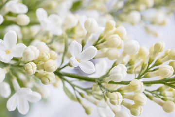 White lilac close-up, macro.