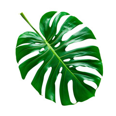 A tropical leaf monstera. A large leafy green plant with a long stem. Isolated on transparent background, PNG