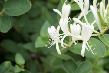 Beautiful Japanese Honeysuckle flowers.