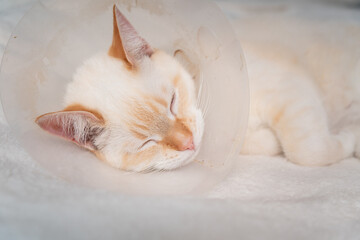 Sick Red Point domestic cat (Thai Siamese) sleeping after doctor visit