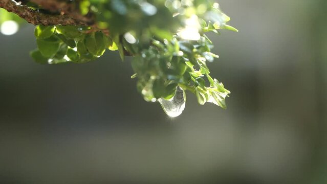 A green leaf tree dripping with water. Slow motion shot of a single water droplet against a natural backdrop of rising sunshine. Images of water droplet, plant, leaf, the environment, and a fresh