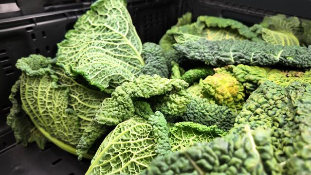 Fresh organic green cabbage in supermarket