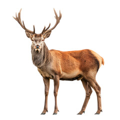 Obraz premium A deer stands in front. Isolated on transparent background, PNG