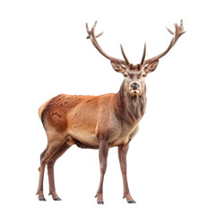 A deer stands in front. Isolated on transparent background, PNG