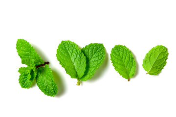 Mint leaf. Fresh mint on white background. Mint leaves isolated. herb and medicine