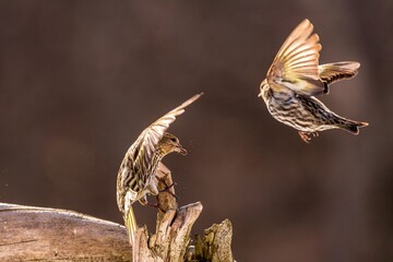 Pine Siskens in flight
