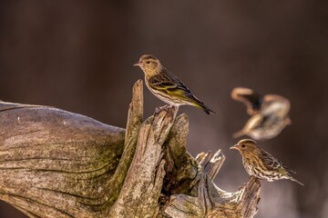 Goldfinches on wood