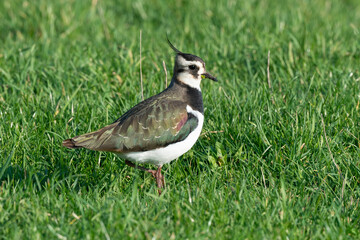 Vanneau huppé,.Vanellus vanellus, Northern Lapwing