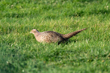 Faisan de Colchide,.Phasianus colchicus, Common Pheasant