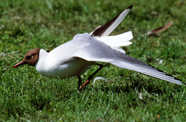 Mouette rieuse,.Chroicocephalus ridibundus, Black headed Gull