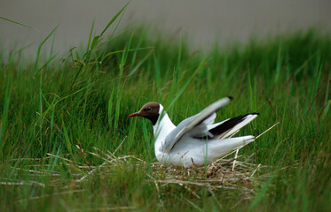 Mouette rieuse, nid,.Chroicocephalus ridibundus, Black headed Gull