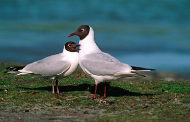 Mouette rieuse,.Chroicocephalus ridibundus, Black headed Gull