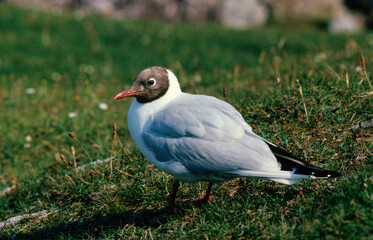 Mouette rieuse,.Chroicocephalus ridibundus, Black headed Gull