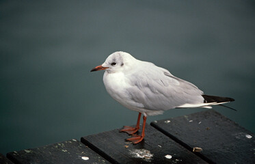 Mouette rieuse,.Chroicocephalus ridibundus, Black headed Gull
