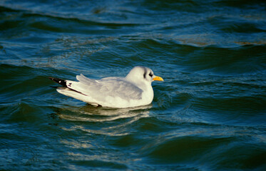 Mouette tridactyle,.Rissa tridactyla, Black legged Kittiwake