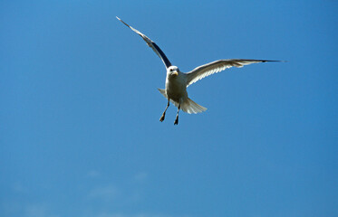 Mouette tridactyle,.Rissa tridactyla, Black legged Kittiwake