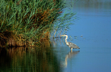 Héron cendré, Ardea cinerea, Grey Heron