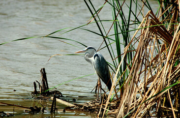 Héron cendré, Ardea cinerea, Grey Heron