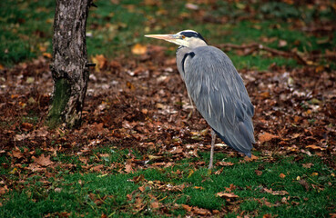 Héron cendré, Ardea cinerea, Grey Heron